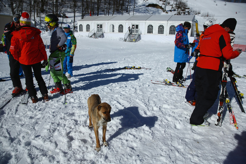 Illustration for article titled The Dogs Of Sochi
